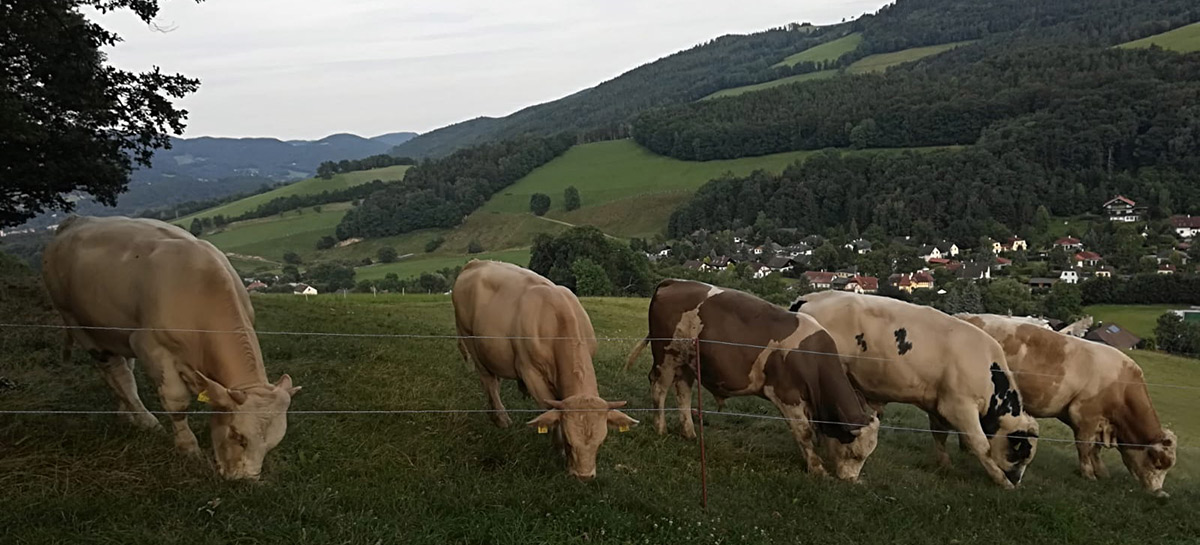 Erwin’s Bio-Bergbauernhof nahe Reichenau an der Rax - sanfte Schlachtung